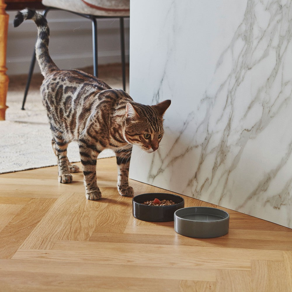 Chat avec une gamelle posée au sol, à l’intérieur d’une maison